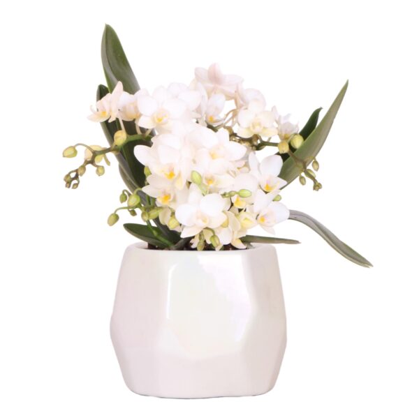 Witte orchidee 'Nazaré' in Pearl sierpot Travertine