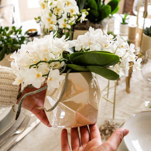 Witte orchidee 'Nazaré' in Pearl sierpot Travertine
