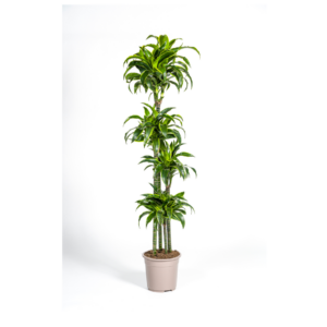 thumbnail_6000-115.png Dracaena Deremensis Dorado