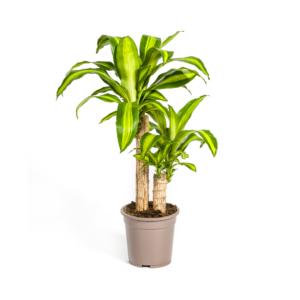thumbnail_6000-135.png Dracaena Fragrans Massangeana