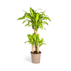 thumbnail_6000-140.png Dracaena Fragrans Massangeana