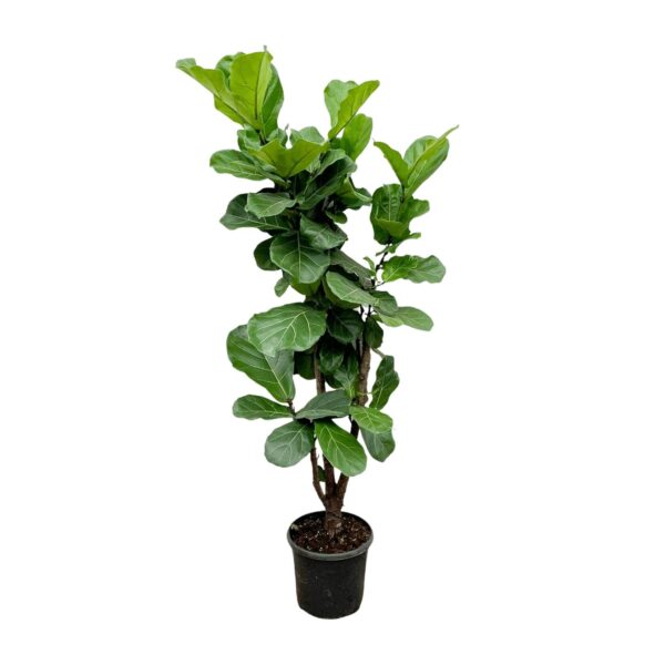 thumbnail_6000-1422.jpg Ficus Lyrata vertakt