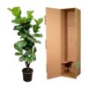 Ficus Lyrata vertakt