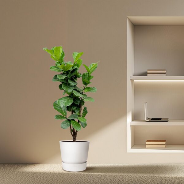 thumbnail_6000-1425.jpg Ficus Lyrata vertakt