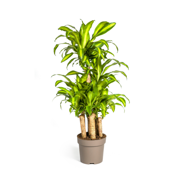 thumbnail_6000-155.png Dracaena Fragrans Massangeana - meerstammig