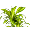 Dracaena Fragrans Massangeana - meerstammig