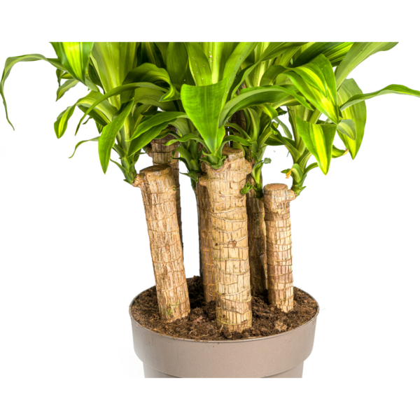 thumbnail_6000-157.png Dracaena Fragrans Massangeana - meerstammig