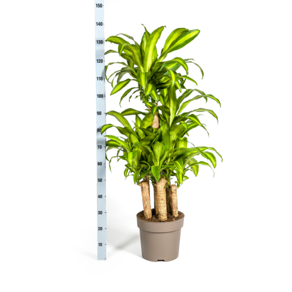 thumbnail_6000-159.png Dracaena Fragrans Massangeana - meerstammig