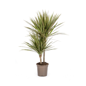 thumbnail_6000-160.png Dracaena Marginata Bicolor