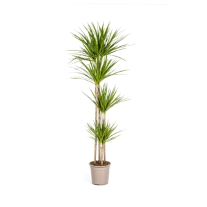 Dracaena Marginata Green