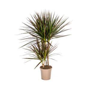 thumbnail_6000-169.png Dracaena Marginata Magenta