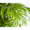 Dypsis lutescens - Areca Palm - Goudpalm