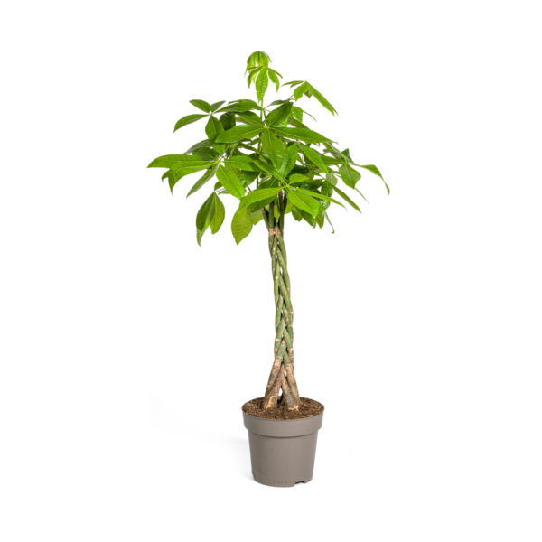 thumbnail_6000-188.png Pachira Aquatica