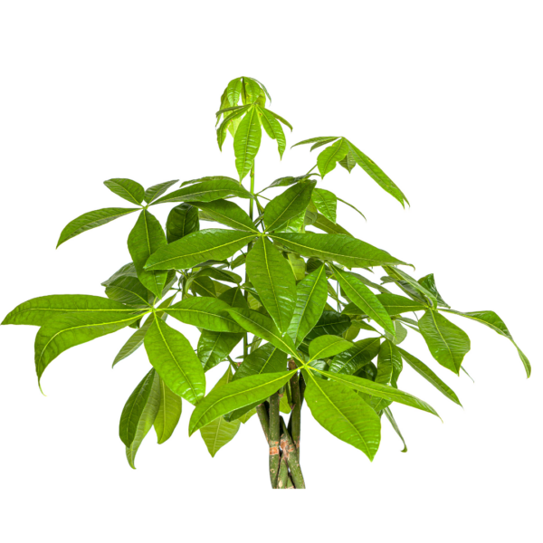thumbnail_6000-189.png Pachira Aquatica