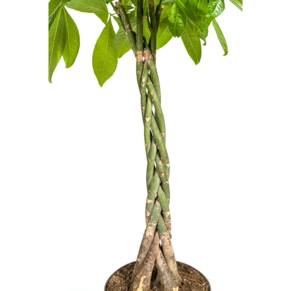 thumbnail_6000-190.png Pachira Aquatica