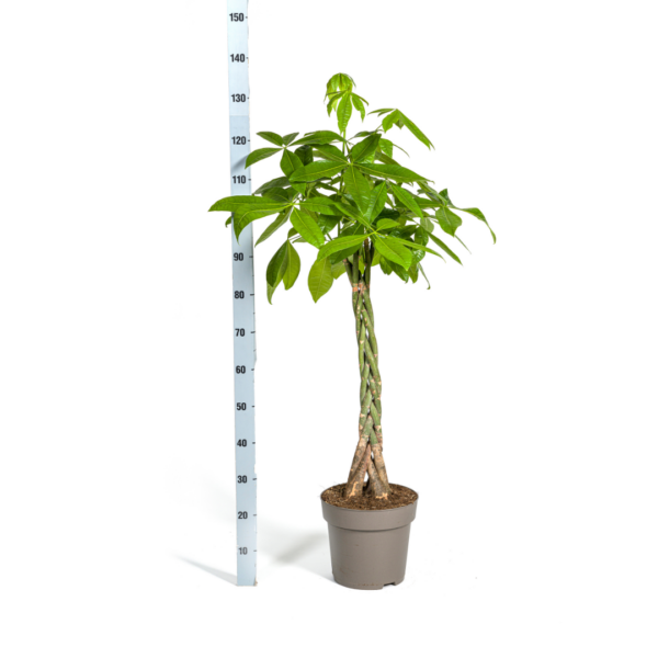 thumbnail_6000-192.png Pachira Aquatica