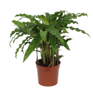thumbnail_6000-21.png Calathea Bluegrass