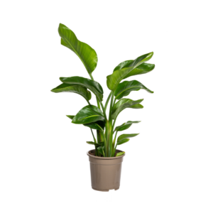thumbnail_6000-213.png Strelitzia Nicolai