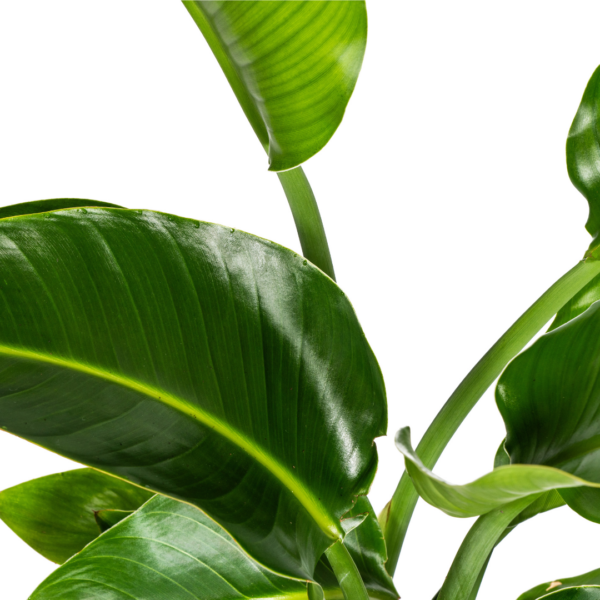 thumbnail_6000-214.png Strelitzia Nicolai