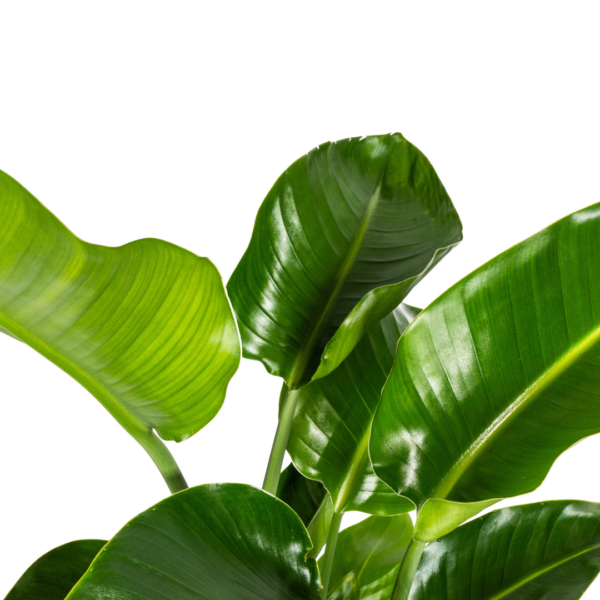 thumbnail_6000-215.png Strelitzia Nicolai