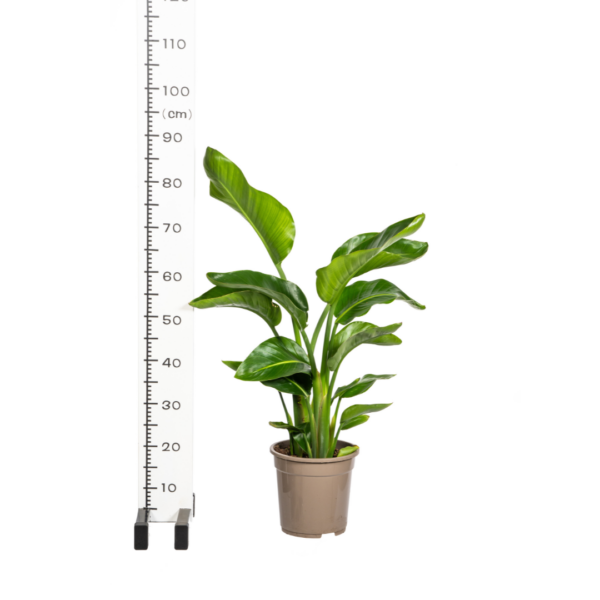 thumbnail_6000-217.png Strelitzia Nicolai