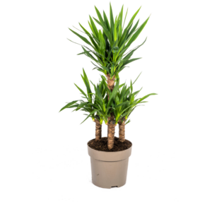 thumbnail_6000-223.png Yucca Elephantipes