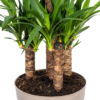 Yucca Elephantipes