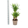 Yucca Elephantipes