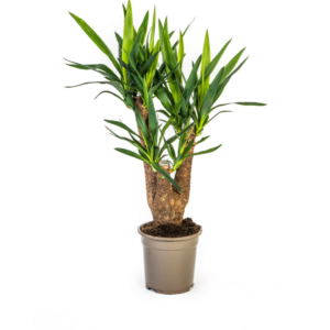 thumbnail_6000-228.png Yucca Elephantipes