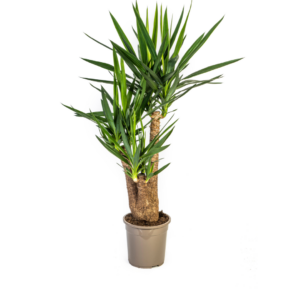 thumbnail_6000-231.png Yucca Elephantipes vertakt