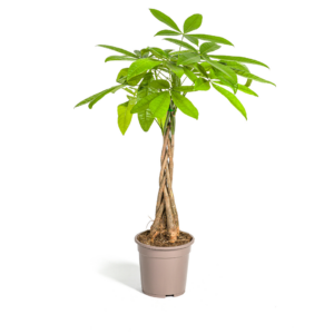 thumbnail_6000-236.png Pachira Aquatica