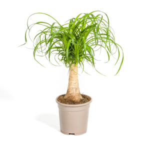 thumbnail_6000-241.png Beaucarnea Recurvata Stam