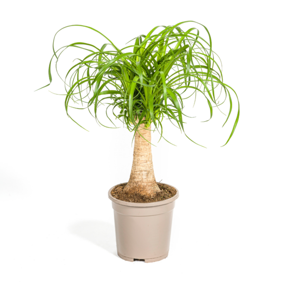 thumbnail_6000-241.png Beaucarnea Recurvata Stam