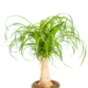 Beaucarnea Recurvata Stam