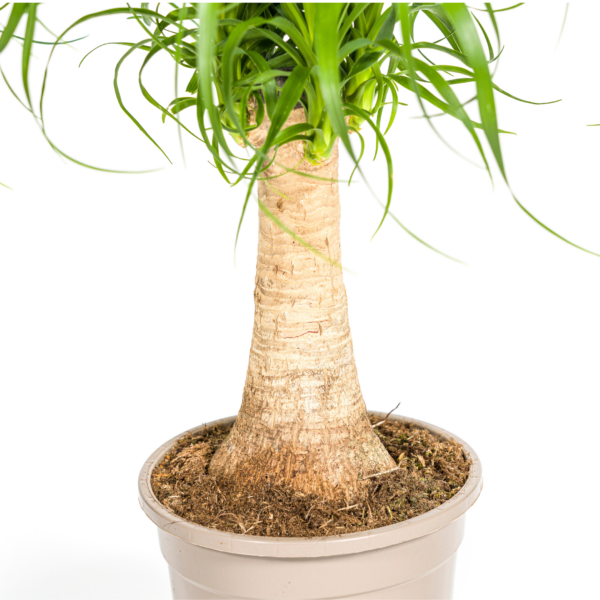 thumbnail_6000-243.png Beaucarnea Recurvata Stam