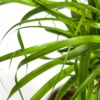 Beaucarnea Recurvata Stam