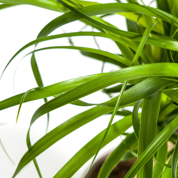 thumbnail_6000-245.png Beaucarnea Recurvata Stam