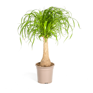 thumbnail_6000-247.png Beaucarnea Recurvata Stam