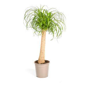 thumbnail_6000-253.png Beaucarnea Recurvata Stam