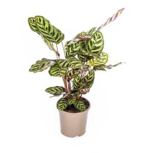 thumbnail_6000-259.png Calathea Makoyana