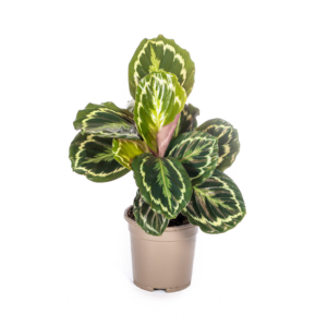 thumbnail_6000-261.png Calathea Medallion