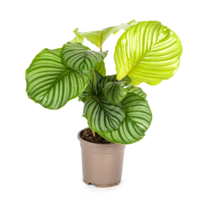 thumbnail_6000-266.png Calathea Orbifolia