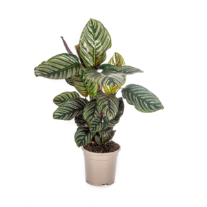 thumbnail_6000-271.png Calathea Ornata Sanderiana