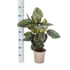 Calathea Ornata Sanderiana