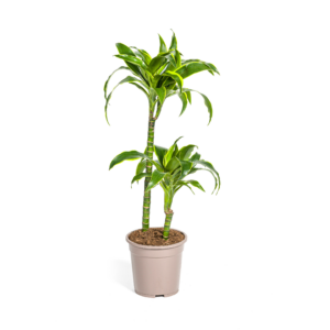 thumbnail_6000-301.png Dracaena Deremensis Dorado