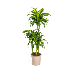 thumbnail_6000-302.png Dracaena Deremensis Dorado