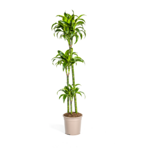 thumbnail_6000-311.png Dracaena Deremensis Dorado