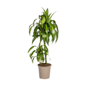 thumbnail_6000-315.png Dracaena Deremensis Hawaiian Sunshine