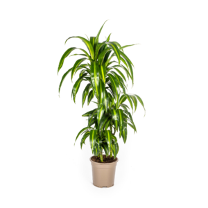 thumbnail_6000-322.png Dracaena Deremensis Hawaiian Sunshine
