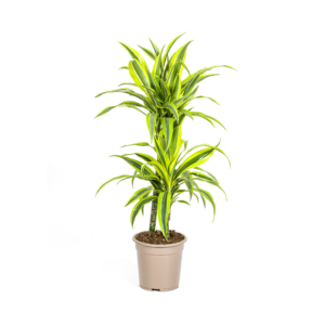 thumbnail_6000-330.png Dracaena Deremensis Lemon Lime